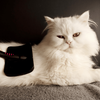 PET GROOMING