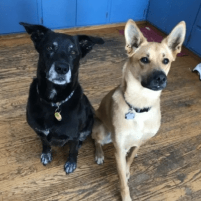 PET SITTING