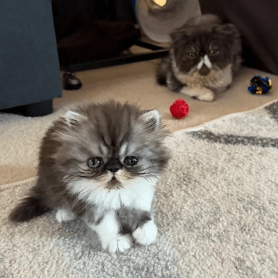 PET BOARDING